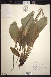 Plantago rugelii image