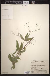 Galium lanceolatum image