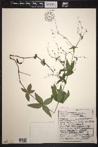 Galium lanceolatum image