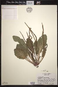 Plantago rugelii image