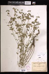 Euphorbia chamaesula image