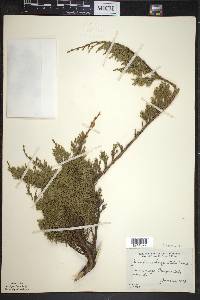 Juniperus horizontalis image