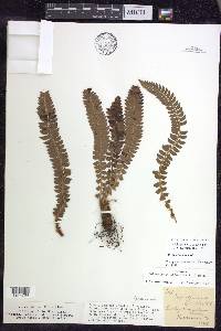 Polystichum lonchitis image