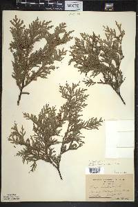 Thuja occidentalis image