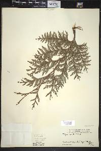 Thuja occidentalis image