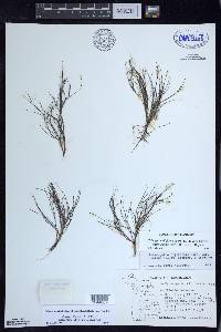 Stuckenia filiformis image