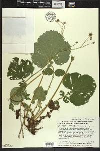 Geum macrophyllum image