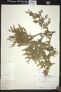 Thuja occidentalis image