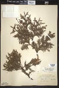 Thuja occidentalis image