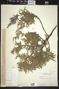 Thuja occidentalis image