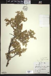 Thuja occidentalis image