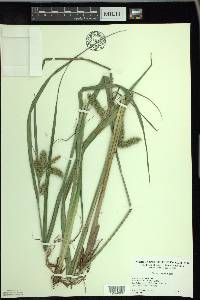 Carex comosa image