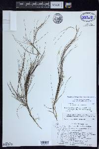 Stuckenia filiformis image