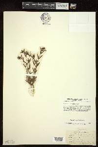 Houstonia longifolia image