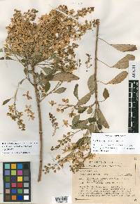 Galphimia floribunda image