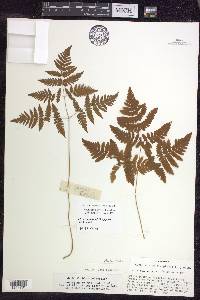 Gymnocarpium dryopteris image