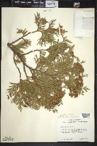 Thuja occidentalis image