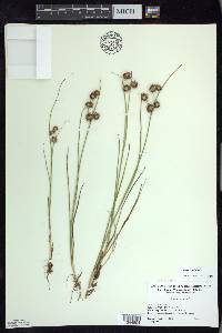 Juncus nodosus image