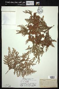 Thuja occidentalis image