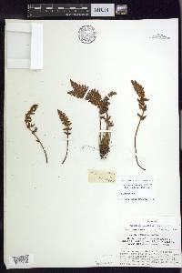 Woodsia ilvensis image