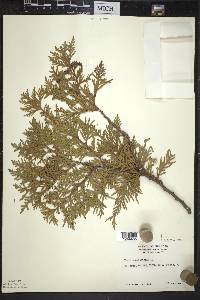 Thuja occidentalis image