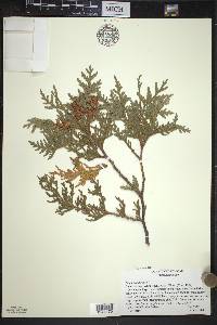 Thuja occidentalis image