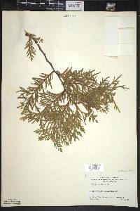 Thuja occidentalis image