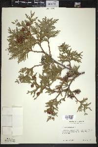 Thuja occidentalis image