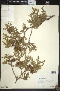 Thuja occidentalis image