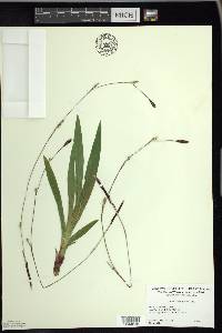 Carex plantaginea image