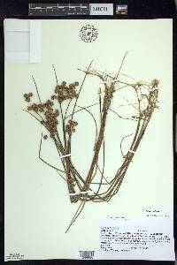 Juncus nodosus image