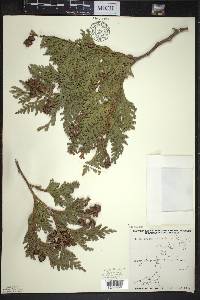 Thuja occidentalis image