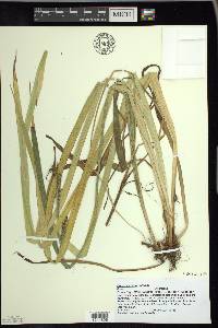 Carex scabrata image