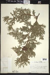 Thuja occidentalis image