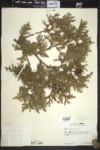 Thuja occidentalis image