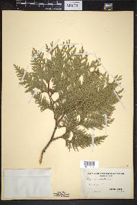 Thuja occidentalis image