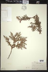 Thuja occidentalis image