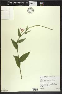 Hesperis matronalis image