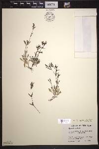 Houstonia longifolia image