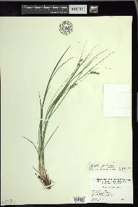 Carex swanii image