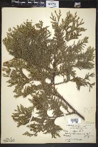 Thuja occidentalis image