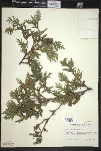 Thuja occidentalis image