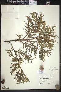 Thuja occidentalis image