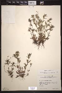 Houstonia longifolia image