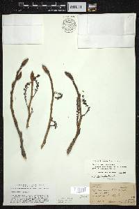 Populus deltoides subsp. monilifera image