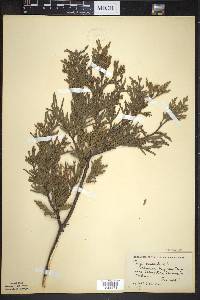 Thuja occidentalis image