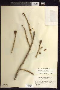Populus deltoides subsp. monilifera image