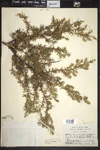 Juniperus communis var. depressa image