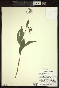 Cypripedium arietinum image