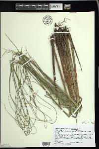 Carex lasiocarpa image